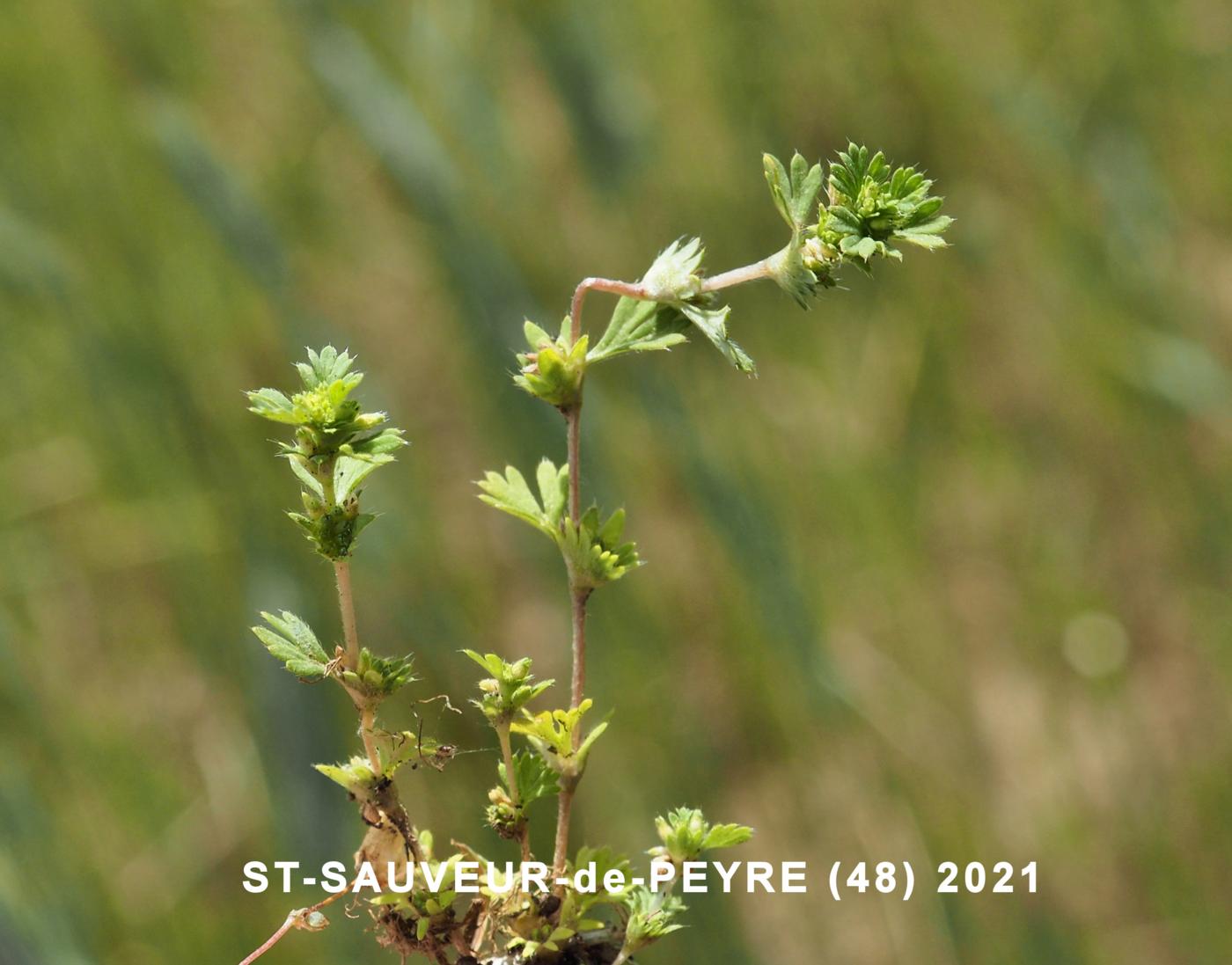 Parsely Piert, Slender plant